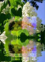 Открытки с белой сиренью  Открытки с белой сиренью анимационные. Открытки с белой сиренью gif.