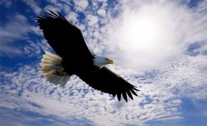 Открытки с орлом Открытки с орлом. Скачать бесплатно онлайн открытки с орлом 
