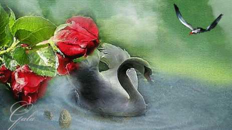 Открытки с лебедями  Открытки с лебедями скачать. Открытки с лебедями бесплатно. 