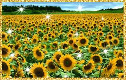 Открытки с цветочными полями  Открытки с цветочными полями с анимациями. Красивые открытки с цветами.