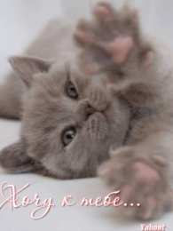 Открытки хочу к тебе Открытки хочу к тебе gif. Анимационные открытки хочу к тебе.