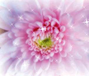 Открытки с астрами  Открытки с астрами скачать бесплатно. Открытки с астрами онлайн.