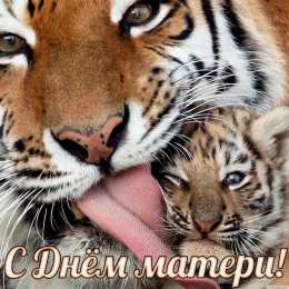 Открытки с тиграми Красивые открытки с тиграми. Скачать бесплатно открытки с тиграми.