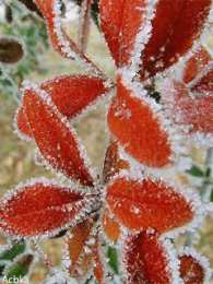 Открытки с инеем  Открытки с инеем скачать бесплатно. Открытки с инеем gif.     