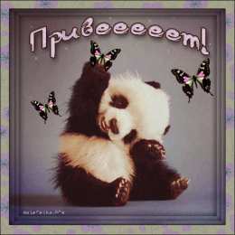 Открытки с пандой Открытки с пандой скачать бесплатно. Открытки с пандой gif.