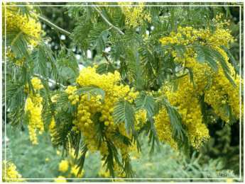 Открытки с мимозой  Открытки с мимозой скачать бесплатно. Открытки с мимозой онлайн.