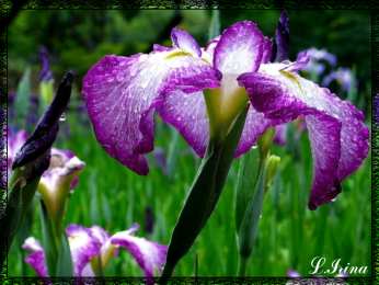 Открытки с ирисами  Открытки с ирисами скачать. Открытки с ирисами бесплатно онлайн.