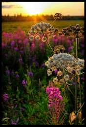 Открытки с цветочными полями  Открытки с цветочными полями с анимациями. Красивые открытки с цветами.