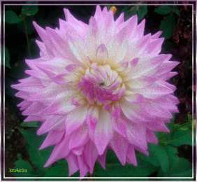 Открытки с георгинами  Открытки с георгинами скачать бесплатно. Открытки с георгинами онлайн.