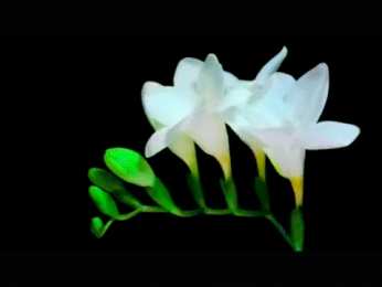 Открытки с фрезиями  Открытки с фрезиями gif. Открытки с фрезиями скачать бесплатно.