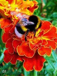 Открытки с бархатцами  Открытки с бархатцами онлайн бесплатно. Открытки с бархатцами скачать.