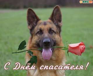 Открытки с днём спасателя Открытки с днём спасателя gif. Открытки с днём спасателя 27 декабря.