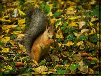 Открытки с белочками  Открытки с белочками gif. Скачать бесплатно открытки с белками.