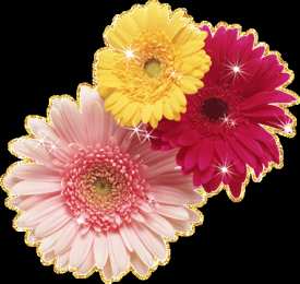 Открытки с герберами  Открытки с герберами скачать бесплатно. Открытки с герберами gif.