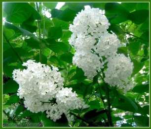 Открытки с белой сиренью  Открытки с белой сиренью анимационные. Открытки с белой сиренью gif.