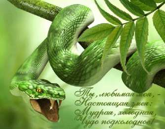 Открытки со змеями Открытки со змеями скачать бесплатно. Открытки со змеями gif.