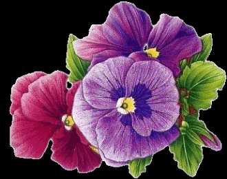 Открытки с разноцветными анютиными глазками  Открытки с разноцветными анютиными глазками скачать бесплатно.