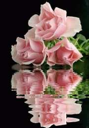 Открытки с розовыми розами Чудесные открытки с розовыми розами скачать бесплатно gif.