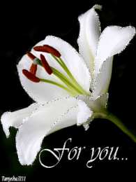 Открытки с белой лилией  Открытки с белой лилией скачать бесплатно. Открытки с белой лилией gif.