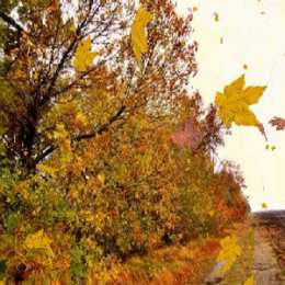 Открытки с листопадом Открытки с листопадом скачать. Открытки с листопадом бесплатно.