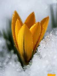 Открытки с крокусами  Открытки с крокусами скачать бесплатно. Открытки с крокусами онлайн.