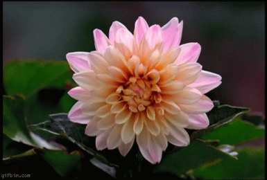 Открытки с георгинами  Открытки с георгинами скачать бесплатно. Открытки с георгинами онлайн.