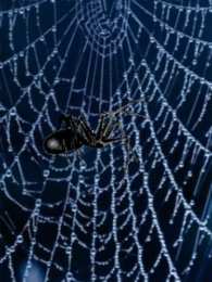 Открытки с паутиной  Открытки с паутиной с анимациями. Открытки с паутиной скачать.