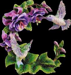 Открытки с колибри Открытки с колибри скачать бесплатно. Открытки с колибри онлайн.