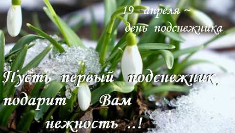 Открытки с днём подснежника Открытки с днём подснежника gif. Открытки с днём подснежника скачать.