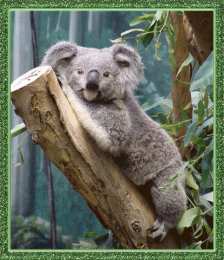 Открытки с коалой  Открытки с коалой скачать бесплатно. Открытки с коалой gif.