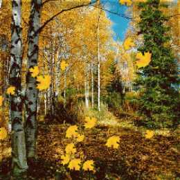 Открытки с листопадом Открытки с листопадом скачать. Открытки с листопадом бесплатно.