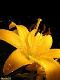 Открытки с желтыми лилиями  Открытки с желтыми лилиями gif. Открытки с желтыми лилиями скачать.