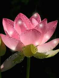 Открытки с лотосом  Открытки с лотосом анимационные. Блестящие открытки с лотосом.