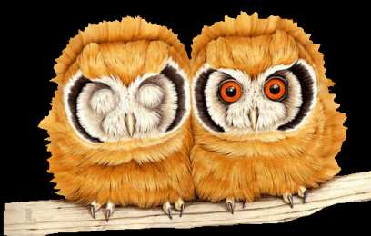 Открытки с совами  Открытки с совами скачать. Открытки с совами бесплатно онлайн.