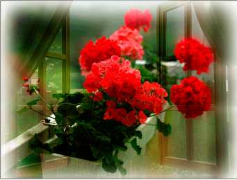 Открытки с геранью Открытки с геранью скачать бесплатно. Открытки с геранью онлайн.