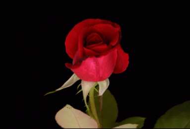 Открытки с распускающимися розами Открытки с распускающимися розами скачать бесплатно gif.      