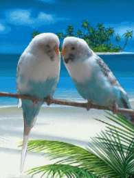 Открытки с попугаями  Открытки с попугаями скачать. Открытки с попугаями бесплатно.