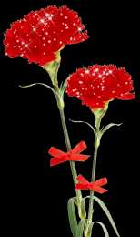 Открытки с гвоздиками  Открытки с гвоздиками скачать. Открытки с гвоздиками онлайн.