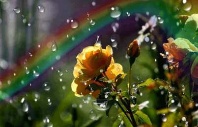 Открытки с радугой Открытки с радугой gif. Открытки с радугой скачать бесплатно.