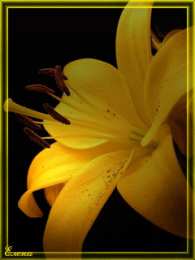 Открытки с желтыми лилиями  Открытки с желтыми лилиями gif. Открытки с желтыми лилиями скачать.