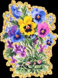 Открытки с разноцветными анютиными глазками  Открытки с разноцветными анютиными глазками скачать бесплатно.