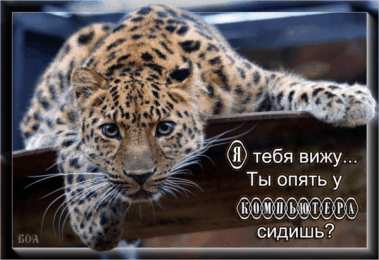 Открытки с леопардом Открытки с леопардом скачать. Открытки с леопардом бесплатно.