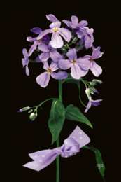 Открытки с флоксами  Открытки с флоксами анимационные. Открытки с флоксами скачать.