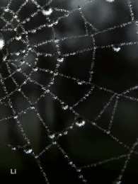 Открытки с паутиной  Открытки с паутиной с анимациями. Открытки с паутиной скачать.