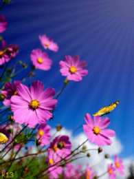 Открытки с космеями  Открытки с космеями анимационные. Открытки с космеями gif.  