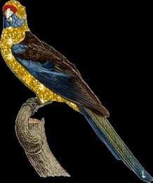 Открытки с попугаями  Открытки с попугаями скачать. Открытки с попугаями бесплатно.