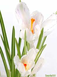 Открытки с крокусами  Открытки с крокусами скачать бесплатно. Открытки с крокусами онлайн.