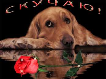 Открытки скучаю по тебе  Открытки скучаю по тебе с признанием скачать бесплатно gif.