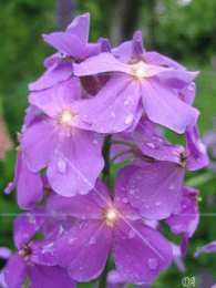 Открытки с флоксами  Открытки с флоксами анимационные. Открытки с флоксами скачать.