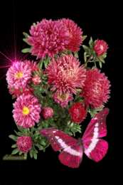 Открытки с астрами  Открытки с астрами скачать бесплатно. Открытки с астрами онлайн.